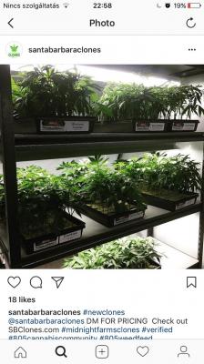 Orvosi cannabis termesztésére keresek befektetőt Délafricába0