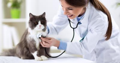 Állatorvos állás0