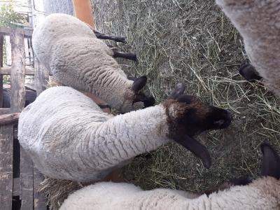 Cigája anya birka,jerkével eladó0