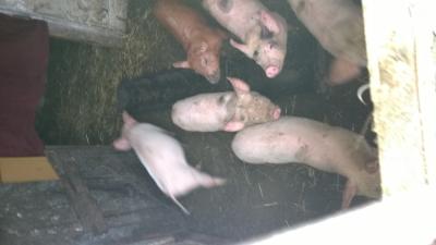 elado valasztot malac0