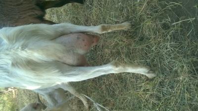 Elado jó tejelő kecske állomány 5000ft.db.Ár!0