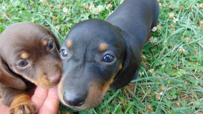 Tacskó kiskutyák azonnal elvihetők0