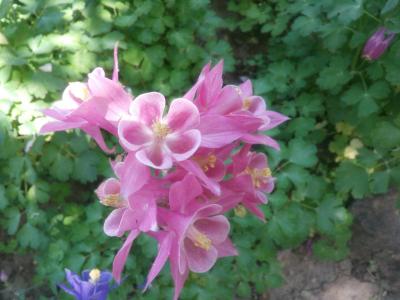 Telefonos Pszichológiai és Szexuálpszichológiai Tanácsadás0