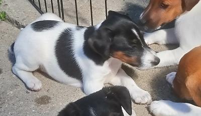 Simaszőrű foxterrier eladó0