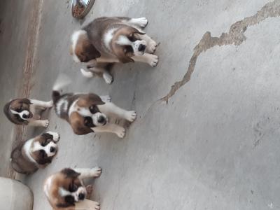 Költözhetö Bernáthegyi kiskutyák!0