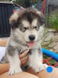 Alaskan Malamute2