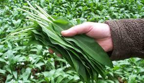 Medvehagyma ELADÓ kilóra, vagy csokorba szedve!0