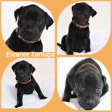 Lousianani Catahoula kutyakölykök1