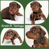 Lousianani Catahoula kutyakölykök2