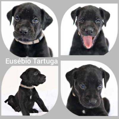 Lousianani Catahoula kutyakölykök0