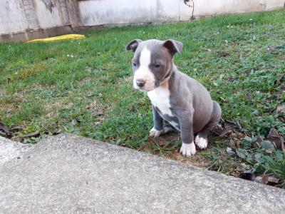 Staffordshir terrier kutyusok0