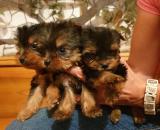 Ultra mini Yorki kutyusok1