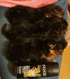 Ultra mini Yorki kutyusok2