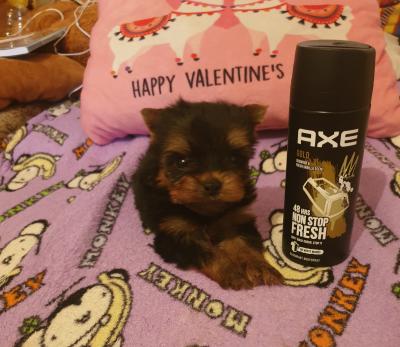 Ultra mini Yorki kutyusok0