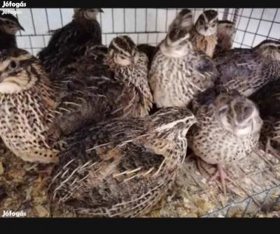 Gazdasági fürj tojó eladó0