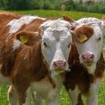 Állatgondozó munka svájci parasztgazdaságban0