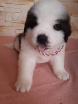 Bernáthegyi kiskutyák eladók0