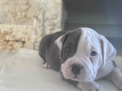 Amerikai Bully Pocket0