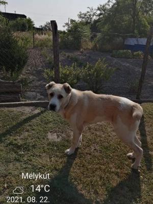 közép ázsiai juhászkutya0