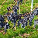 Szőlészeti szezon munka németországi szőlészetben német munka