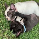 Férfi és női francia bulldog kölyökkutyák1
