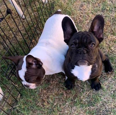Férfi és női francia bulldog kölyökkutyák0