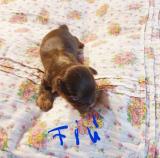 CSOKI YORKSHIRE TERRIER YORKI FIÚ ELADÓ2