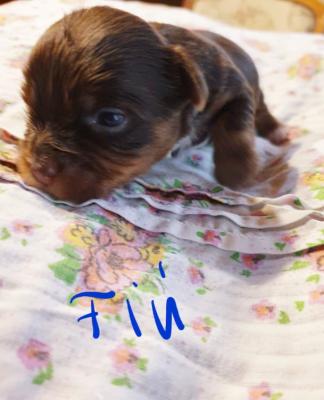 CSOKI YORKSHIRE TERRIER YORKI FIÚ ELADÓ0