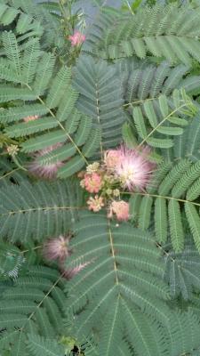 Selyemakác csemete eladó!0