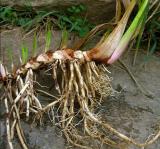 Értékesítése Ayir Gyökér ömlesztve a gyártótól a legjobb áron1