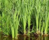 Értékesítése Ayir Gyökér ömlesztve a gyártótól a legjobb áron2