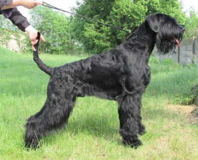 Nagy Snauzer kutyusok0