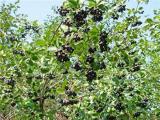 Értékesítése Aronia Gyümölcsök ömlesztve a gyártótól a legjobb áron2