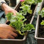 Kertész osztrák állás0