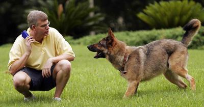 Kutyatréner állás0