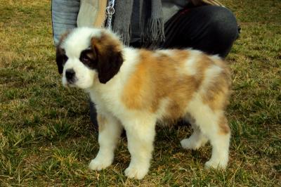 Eladó bernáthegyi kiskutyák0