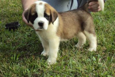 Eladó bernáthegyi kiskutyák0