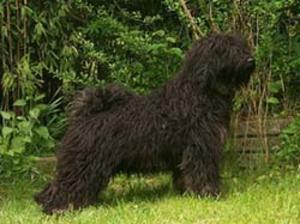 Puli eladó nagyon szelíd kedves0