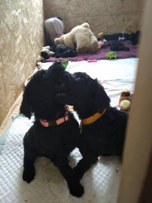 Óriás uszkár kutyakölykök0