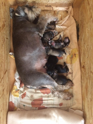 Törpe Schnauzer kölykök0