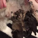 Törpe Schnauzer kölykök1