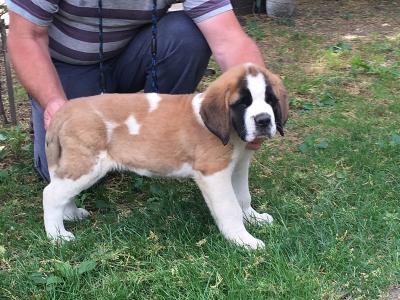 Eladó bernáthegyi kiskutyák0