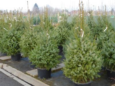 Fenyőfa Ingyen Elvihető0