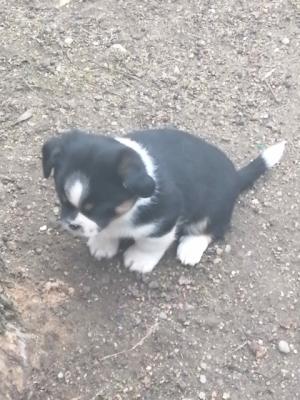 Palotapincsi jellegű kölykök0