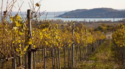 Traktoros és szőlőmunkást keresünk0