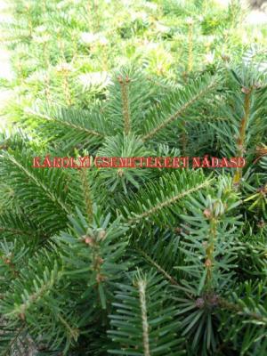 Normand fenyőcsemete eladó!0