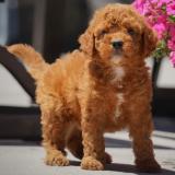 Nőstény Golden Retriever Kiskutya