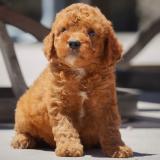 Nőstény Golden Retriever Kiskutya1