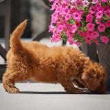 Nőstény Golden Retriever Kiskutya2