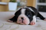 Törzskönyvezett bostoni terrier kutyakölykök eladóak1
